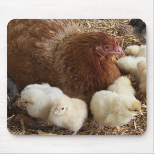 Tier, Küken, Huhn, Bauernhof, niedlich, Vogel, Bab Mousepad