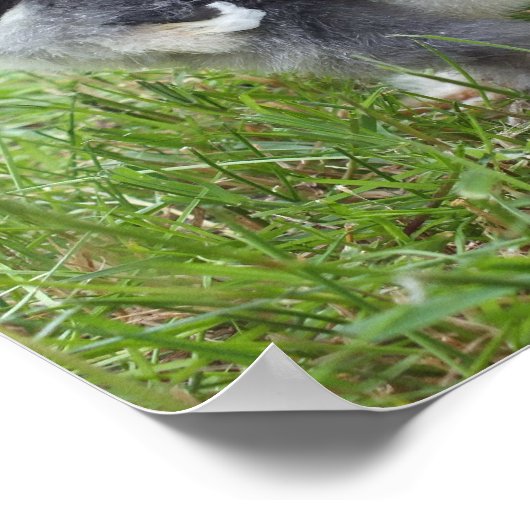 Tier, Küken, Huhn, Bauernhof, niedlich, Vogel, Bab Poster (Ecke)