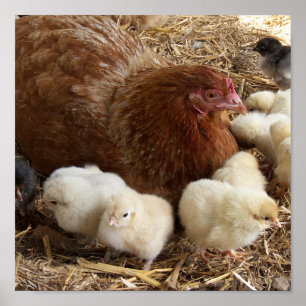 Tier, Küken, Huhn, Bauernhof, niedlich, Vogel, Bab Poster