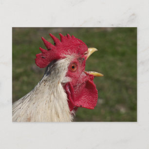 Tier, Küken, Huhn, Bauernhof, niedlich, Vogel, Bab Postkarte
