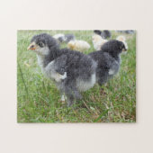 Tier, Küken, Huhn, Bauernhof, niedlich, Vogel, Bab Puzzle (Horizontal)