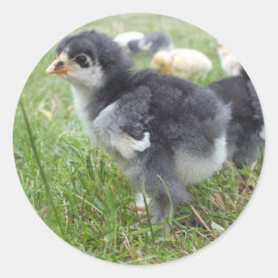 Tier, Küken, Huhn, Bauernhof, niedlich, Vogel, Bab Runder Aufkleber