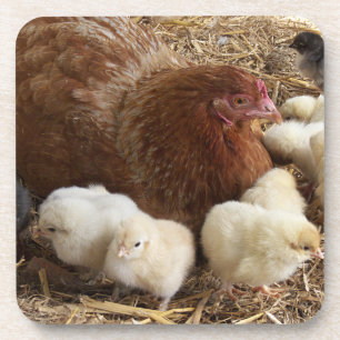 Tier, Küken, Huhn, Bauernhof, süß, Vogel, Baby, Getränkeuntersetzer
