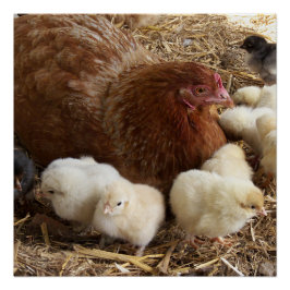 Tier, Küken, Huhn, Bauernhof, süß, Vogel, Baby, Poster