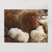 Tier, Küken, Huhn, Hähnchen, Bauernhof, niedlich, Postkarte (Vorderseite)