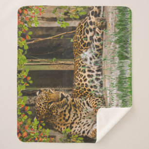 Tier Leopard Katze (127 cm x 152 cm) Sherpadecke