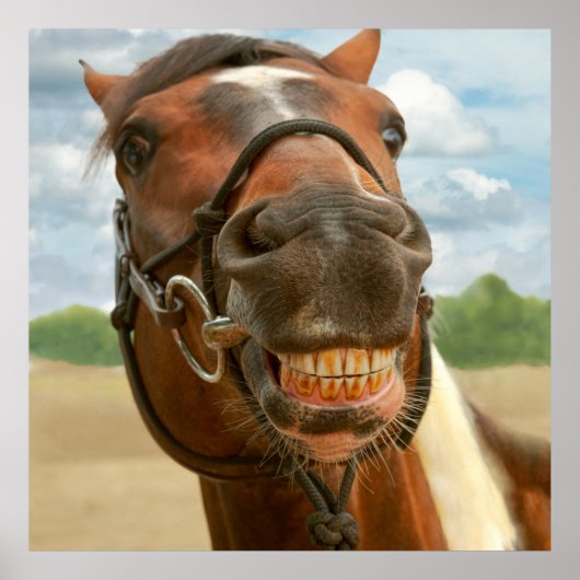 Tier - Pferd - endlich habe ich meine Spange got Poster (Vorne)