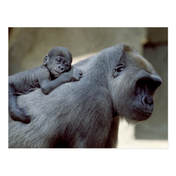 Affe Poster Zazzle.de