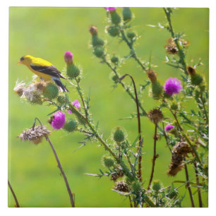 Tier - Vogel - Distel sing mir ein Lied Fliese