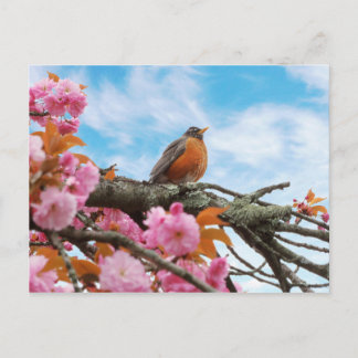 Tier - Vogel - Erster Frühlingsrobin Postkarte