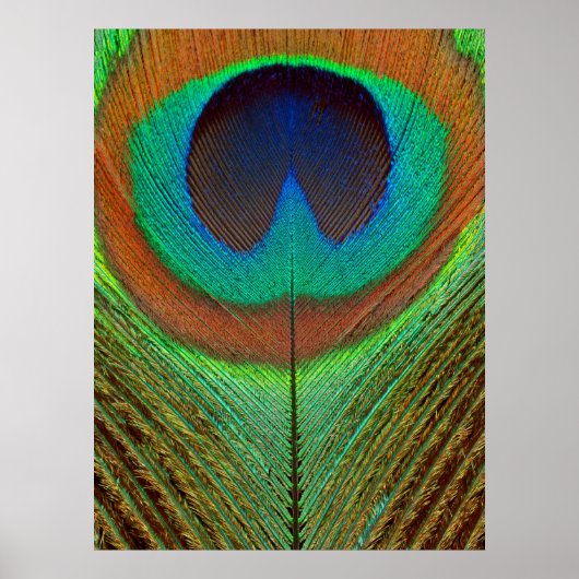 Tier - Vogelgeflügel - Pfauenfeder Poster (Vorne)