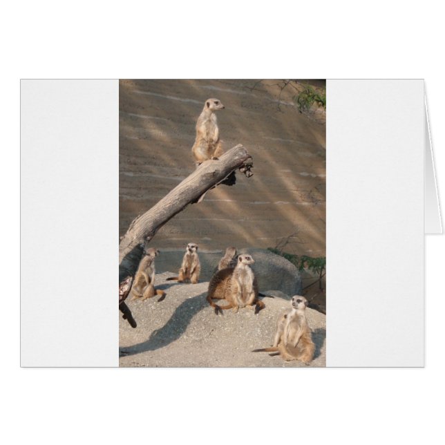 Tier-wilde Säugetiere Meerkat (Vorderseite (Horizontal))