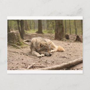 Tier Wolf Frieden Liebe Wild Land Natur Postkarte