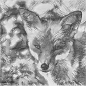 TierArtBW_Fox_001 Aufkleber (Vorderseite)