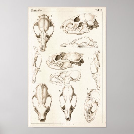 Tierärztliche Anatomie von Säugetieren Poster (Vorne)