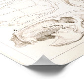 Tierärztliche Anatomie von Säugetieren Poster (Ecke)