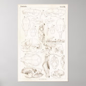 Tierärztliche Anatomie von Säugetieren Poster (Vorne)