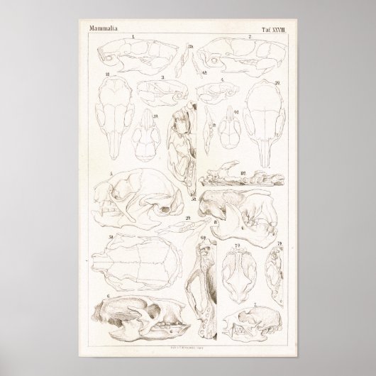 Tierärztliche Anatomie von Säugetieren Poster (Vorne)