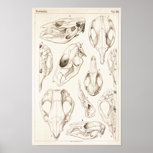 Tierärztliche Anatomie von Säugetieren Poster (Vorne)