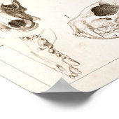 Tierärztliche Anatomie von Säugetieren Poster (Ecke)