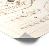 Tierärztliche Anatomie von Säugetieren Poster (Ecke)