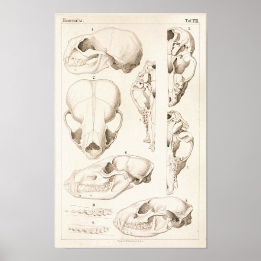 Tierärztliche Anatomie von Säugetieren Poster (Vorne)