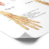 Tierarztmuskel Skelettanatomie Poster (Ecke)