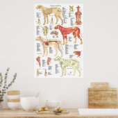 Tierarztmuskel Skelettanatomie Poster (Küche)