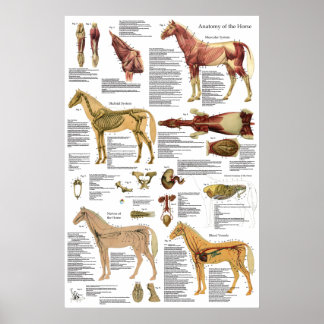 Tierarztmuskel Skelettanatomie Poster