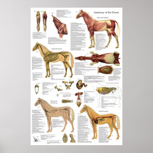 Tierarztmuskel Skelettanatomie Poster (Vorne)