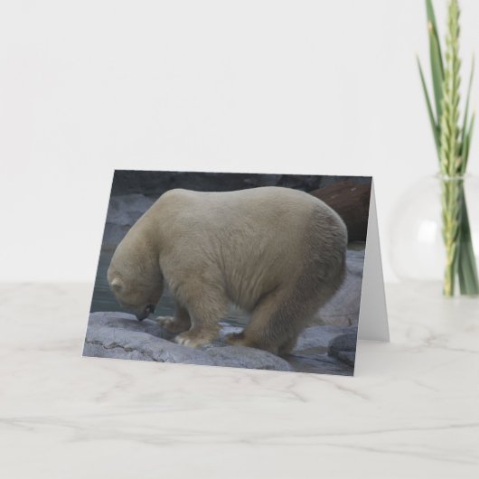 Tierausweise, Polar Feiertagskarte (Vorderseite)