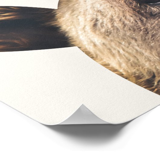 Tierbär Poster (Ecke)