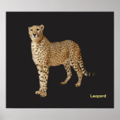 Tierbild für Plakat (Vorne)