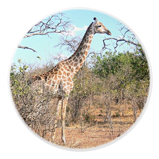 TIERDEKOR FÜR KINDERZIMMER/GIRAFFE KERAMIK WISSENS KERAMIKKNAUF (Vorderseite)