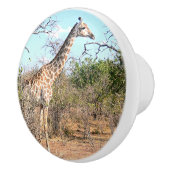 TIERDEKOR FÜR KINDERZIMMER/GIRAFFE KERAMIK WISSENS KERAMIKKNAUF (Rechts)