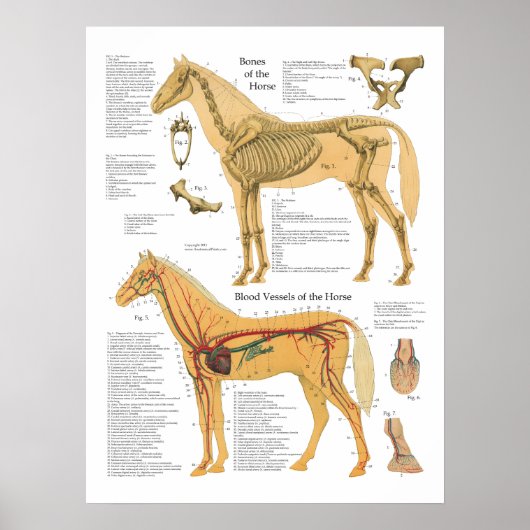 Tierdiagramm zur Anatomie der Pferde Poster (Vorne)