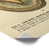 Tierdiagramm zur Anatomie der Pferdefußhalde Poster (Ecke)