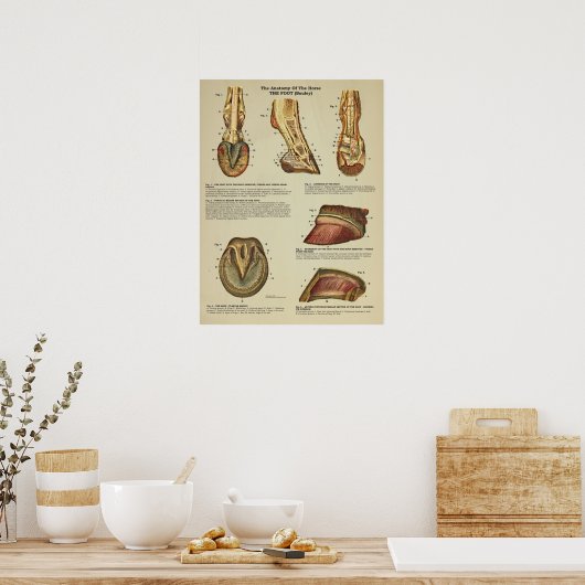 Tierdiagramm zur Anatomie der Pferdefußhalde Poster (Küche)