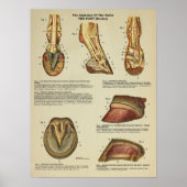 Tierdiagramm zur Anatomie der Pferdefußhalde Poster (Vorne)