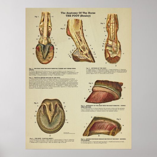 Tierdiagramm zur Anatomie der Pferdefußhalde Poster (Vorne)