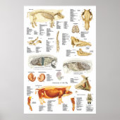 Tierdiagramm zur Anatomie der Skelettmuskulatur Poster (Vorne)