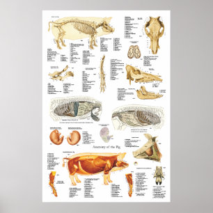 Tierdiagramm zur Anatomie der Skelettmuskulatur Poster