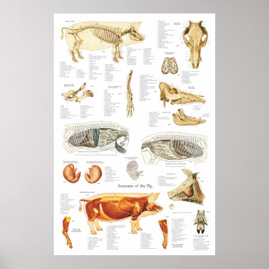 Tierdiagramm zur Anatomie der Skelettmuskulatur Poster (Vorne)