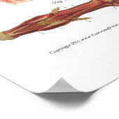 Tierdiagramm zur Muskelanatomie Poster (Ecke)