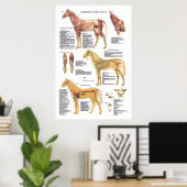Tierdiagramm zur Skelettanatomie Poster (Heimbüro)