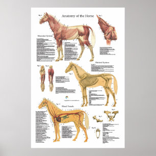 Tierdiagramm zur Skelettanatomie Poster