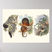 Tiere aus Australien die drei Possummen Poster (Vorne)