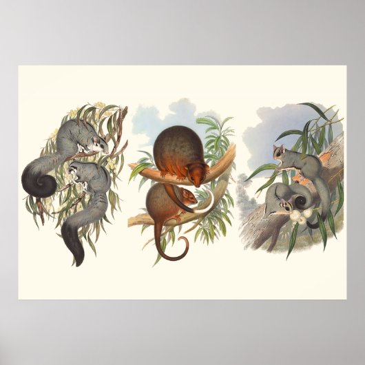 Tiere aus Australien die drei Possummen Poster (Vorne)