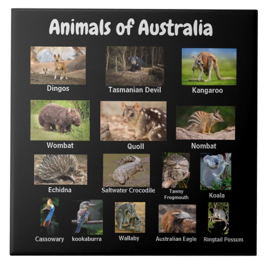 Tiere aus Australien Fliese (Vorderseite)