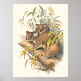 Tiere aus Australien, Koala Poster
